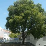 Brestovec južný (Celtis australis) - výška 320-350 cm, obvod kmeňa 8/10 cm, kont. C45L